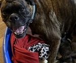 Small Photo #2 Boxer Breeder Profile in LANSING, MI, USA