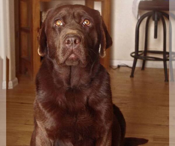 Medium Photo #1 Labrador Retriever Breeder Profile in FORT COLLINS, CO, USA