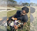 Small Photo #3 Bernese Mountain Dog Breeder Profile in OOLTEWAH, TN, USA