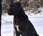 Small Photo #1 Cane Corso Breeder Profile in MOUNT MORRIS, MI, USA