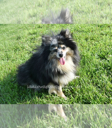 Father's photo