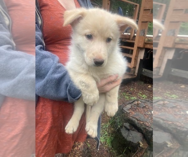 Medium Photo #15 Swiss Shepherd-Timber Wolf Mix Breeder Profile in MAD RIVER, CA, USA