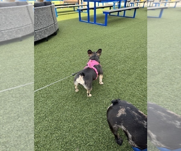 Medium Photo #2 French Bulldog Breeder Profile in GREENVILLE, SC, USA