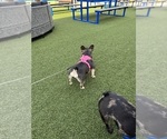 Small Photo #5 French Bulldog Breeder Profile in GREENVILLE, SC, USA