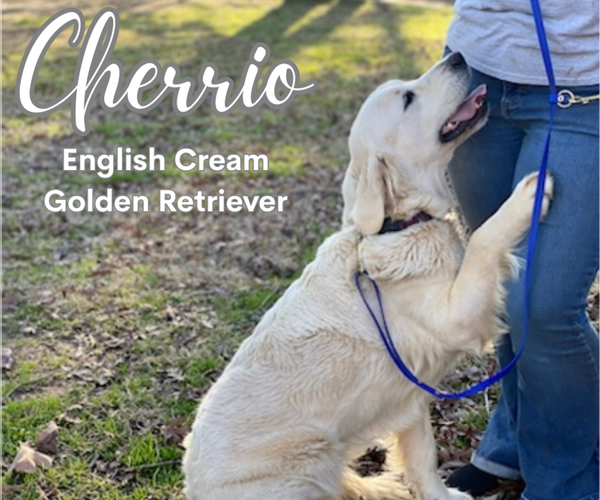 Medium Photo #3 English Cream Golden Retriever Breeder Profile in NACOGDOCHES, TX, USA