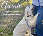 Small Photo #3 English Cream Golden Retriever Breeder Profile in NACOGDOCHES, TX, USA