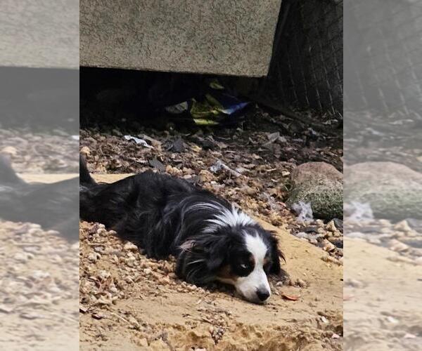 Medium Photo #1 Miniature Australian Shepherd Breeder Profile in CARVER, MN, USA