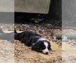 Small Photo #2 Miniature Australian Shepherd Breeder Profile in CARVER, MN, USA