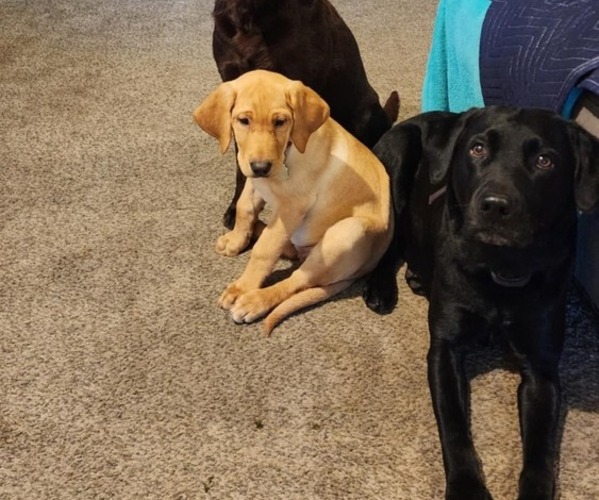 Medium Photo #1 Labrador Retriever Breeder Profile in COEUR D ALENE, ID, USA