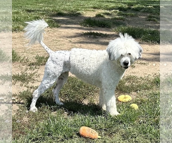 Medium Photo #1 Portuguese Water Dog Breeder Profile in DES MOINES, IA, USA