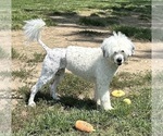 Small Photo #1 Portuguese Water Dog Breeder Profile in DES MOINES, IA, USA