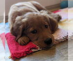 Small Photo #7 Golden Retriever Breeder Profile in ROCHESTER, MN, USA