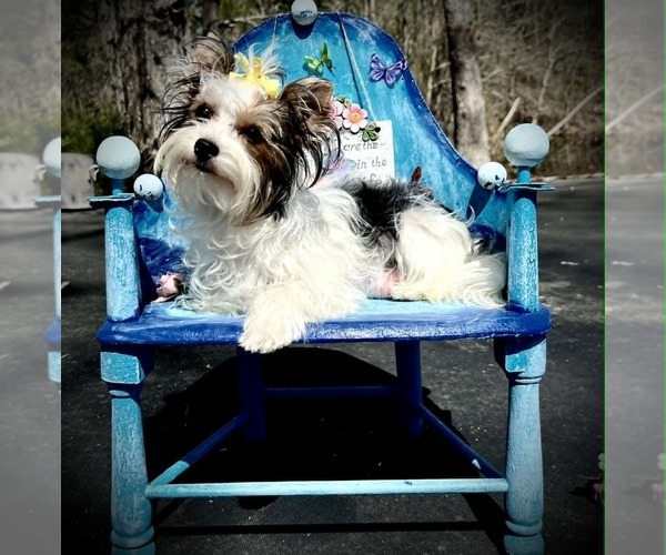 Medium Photo #1 Yorkshire Terrier Breeder Profile in KEITHVILLE, LA, USA