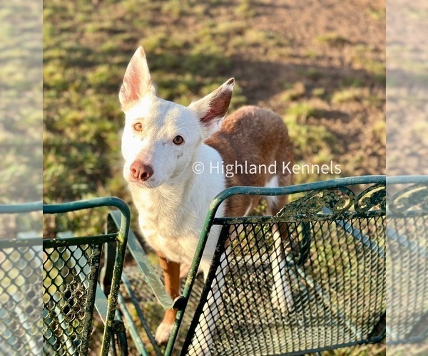 Medium Photo #2 Australian Kelpie-Border Collie Mix Breeder Profile in CAMAS, WA, USA