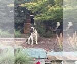 Small Photo #2 Mastiff Breeder Profile in ATWATER, CA, USA