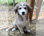 Small Photo #11 Golden Pyrenees-Siberian Husky Mix Breeder Profile in HICKORY, NC, USA