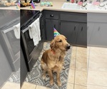 Small Photo #2 Goldendoodle Breeder Profile in HARTFORD, AL, USA