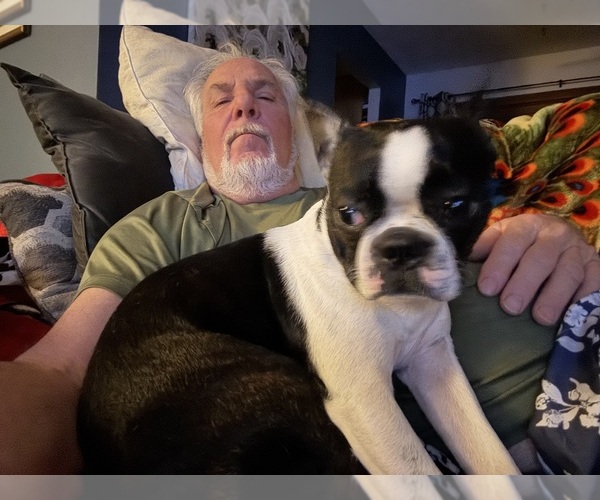 Medium Photo #6 Boston Terrier Breeder Profile in HOWELL, NJ, USA