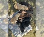 Small Photo #5 Labrador Retriever Breeder Profile in FREDERICKSBG, OH, USA