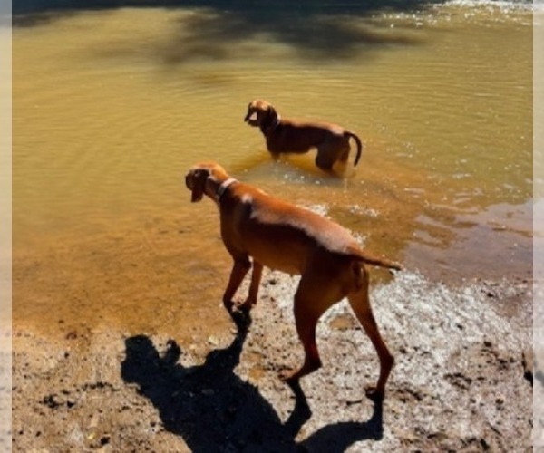 Medium Photo #6 Vizsla Breeder Profile in ROYSTON, GA, USA
