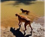 Small Photo #6 Vizsla Breeder Profile in ROYSTON, GA, USA