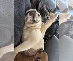 Small Photo #2 French Bulldog Breeder Profile in OPP, AL, USA