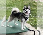 Small Photo #4 Pomsky Breeder Profile in VENUS, PA, USA
