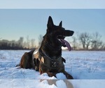 Small Photo #2 Belgian Malinois Breeder Profile in MENASHA, WI, USA