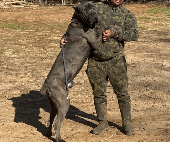Medium Photo #2 Cane Corso Breeder Profile in SENOIA, GA, USA
