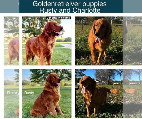 Medium Photo #8 Golden Retriever Breeder Profile in FREDERICKSBG, OH, USA