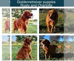 Small Photo #4 Golden Retriever Breeder Profile in FREDERICKSBG, OH, USA