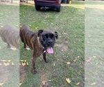 Small Photo #2 Boxer Breeder Profile in LANSING, MI, USA