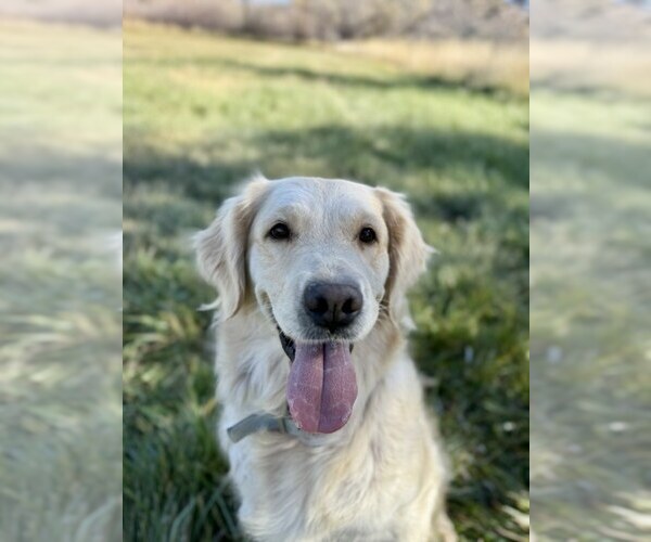 Medium Photo #3 English Cream Golden Retriever Breeder Profile in DE BEQUE, CO, USA