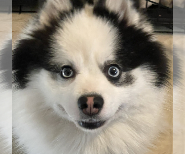 Medium Photo #3 Pomsky Breeder Profile in NASHUA, NH, USA