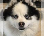 Small Photo #3 Pomsky Breeder Profile in NASHUA, NH, USA