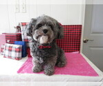 Small Photo #4 Shih-Poo Breeder Profile in DONGOLA, IL, USA