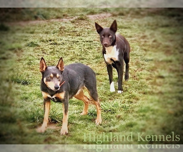 Medium Photo #11 Australian Kelpie Breeder Profile in CAMAS, WA, USA