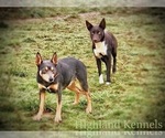 Small Photo #11 Australian Kelpie Breeder Profile in CAMAS, WA, USA