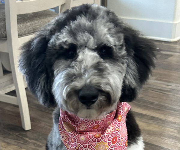 Medium Photo #2 Bernedoodle Breeder Profile in LUBBOCK, TX, USA