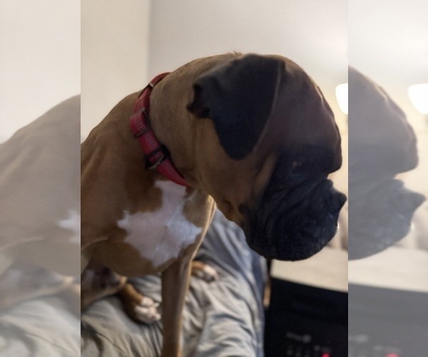 Medium Photo #6 Boxer Breeder Profile in LANSING, MI, USA