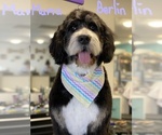 Small Photo #2 Bernedoodle Breeder Profile in BONNERS FERRY, ID, USA