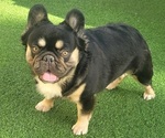 Small Photo #1 French Bulldog Breeder Profile in LAS VEGAS, NV, USA