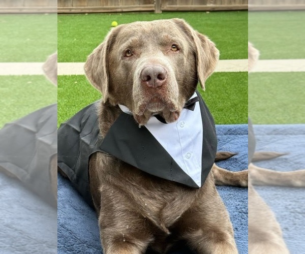Medium Photo #1 Labrador Retriever Breeder Profile in MODESTO, CA, USA