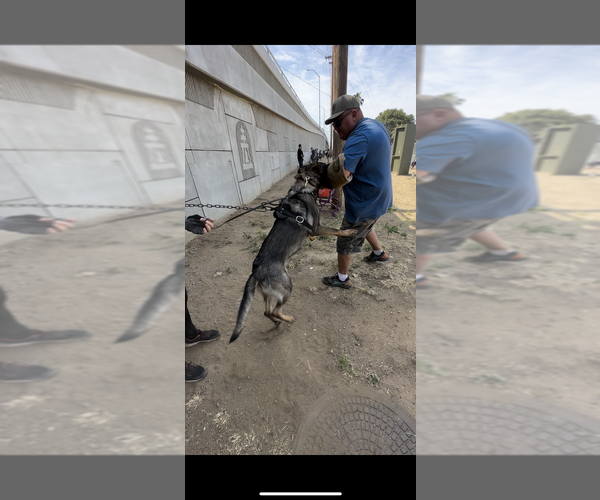 Medium Photo #5 German Shepherd Dog Breeder Profile in LAKE ELSINORE, CA, USA