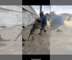 Small Photo #5 German Shepherd Dog Breeder Profile in LAKE ELSINORE, CA, USA