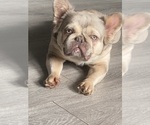 Small Photo #4 French Bulldog Breeder Profile in MAPLE GROVE, MN, USA