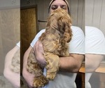 Small Photo #1 Cocker Spaniel Breeder Profile in HOLYOKE, MA, USA