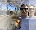 Small Photo #3 Chow Chow Breeder Profile in FONTANA, CA, USA