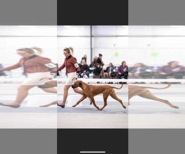 Medium Photo #6 Rhodesian Ridgeback Breeder Profile in ONEIDA, TN, USA