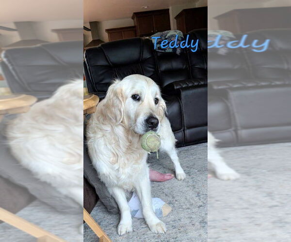 Medium Photo #2 English Cream Golden Retriever Breeder Profile in MARSHFIELD, WI, USA